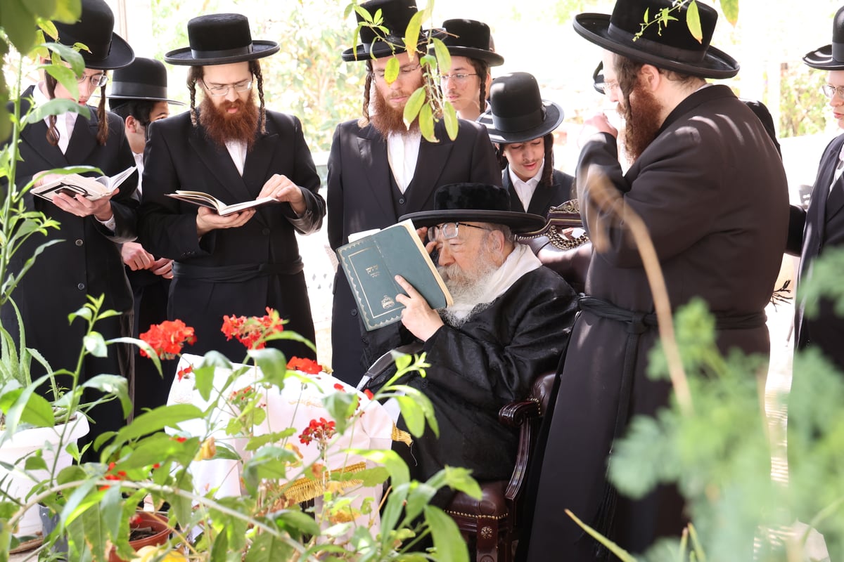 האדמו"ר מפוריסוב בברכת האילנות 