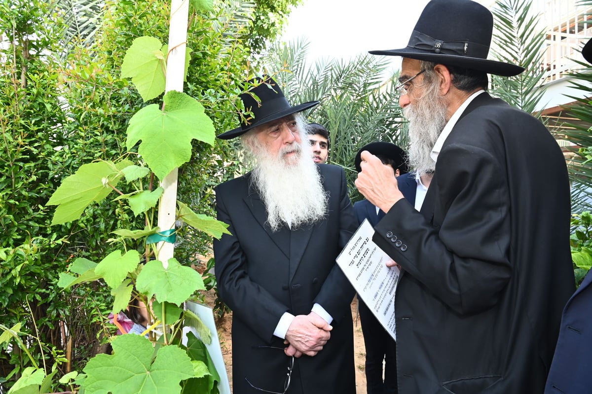 הגרד"ח פינטו בברכת האילנות