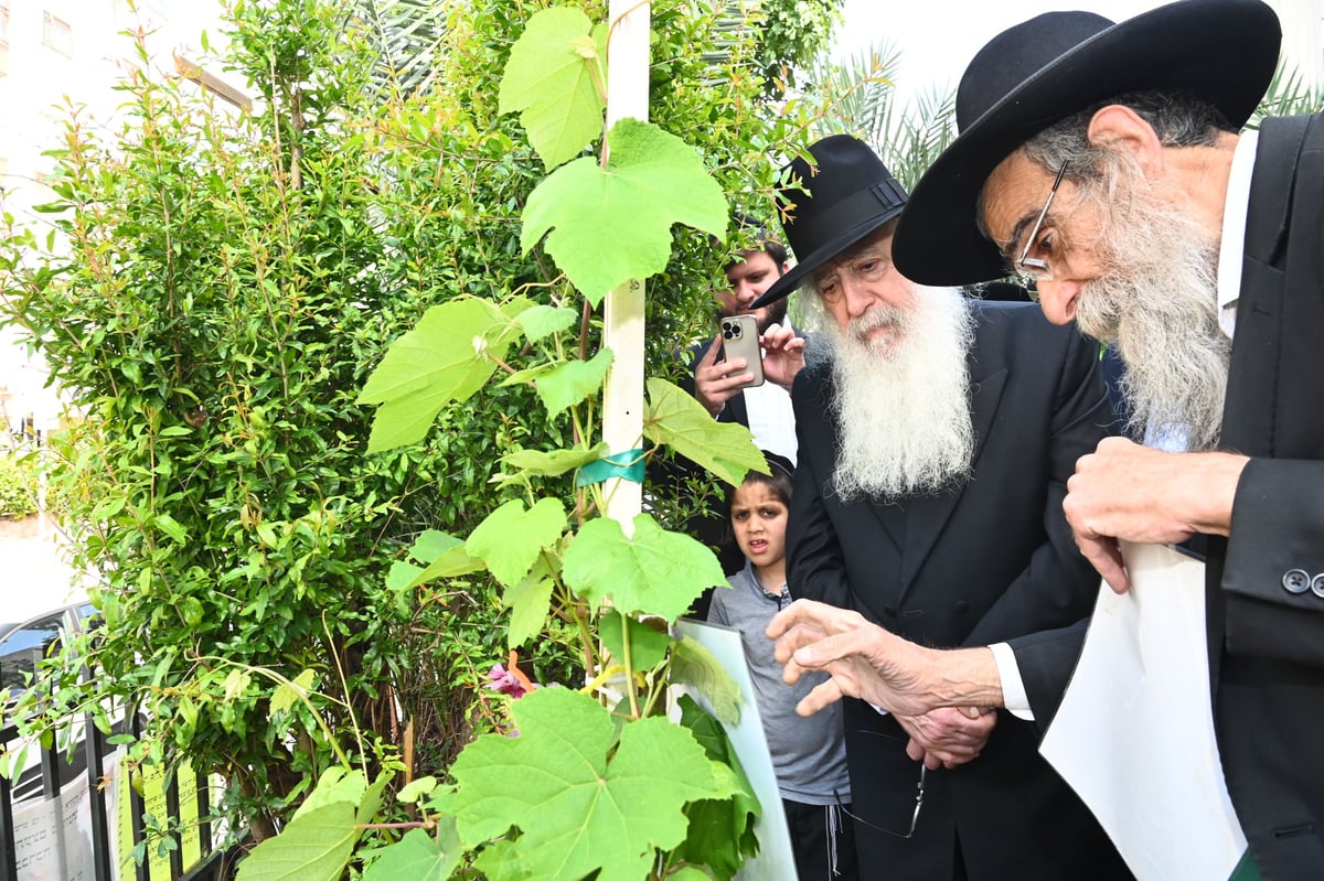 הגרד"ח פינטו בברכת האילנות