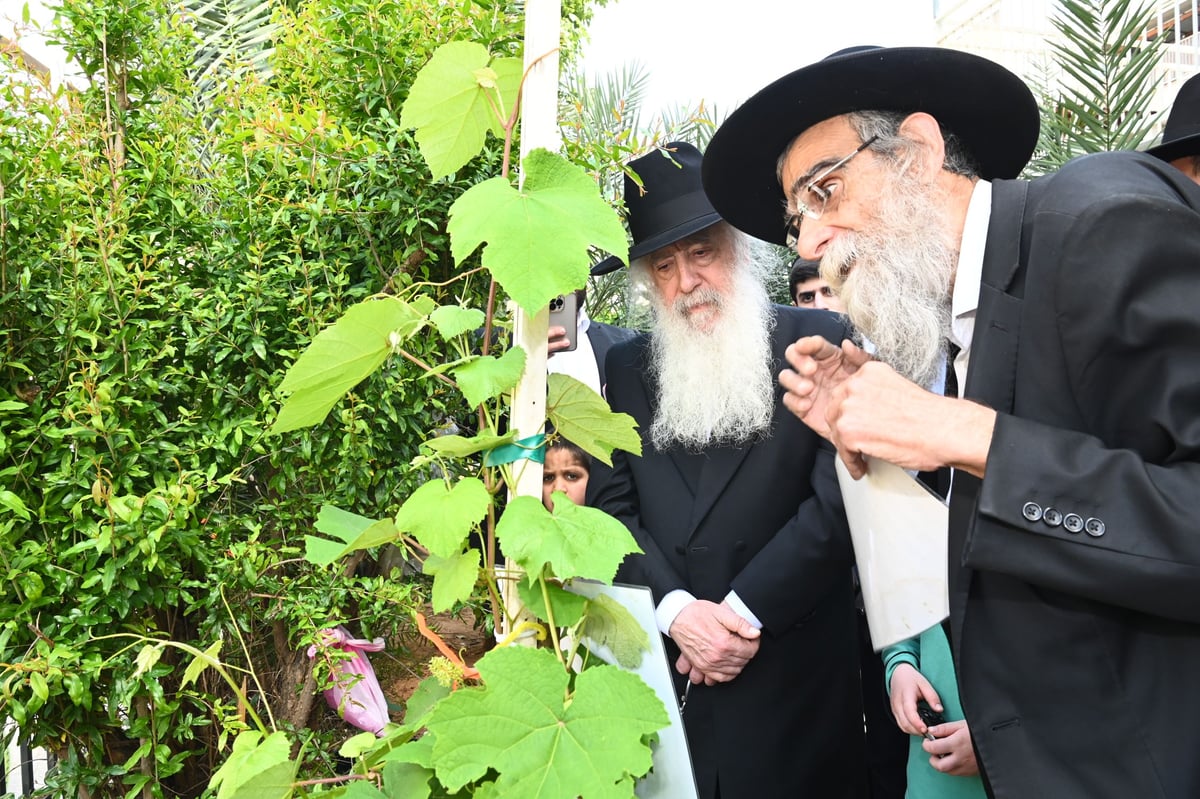 הגרד"ח פינטו בברכת האילנות