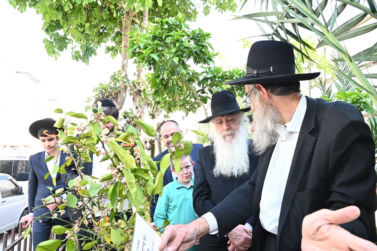 הגרד"ח פינטו בברכת האילנות