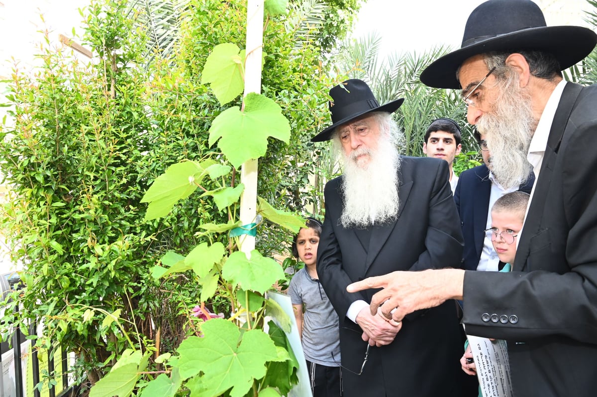 הגרד"ח פינטו בברכת האילנות