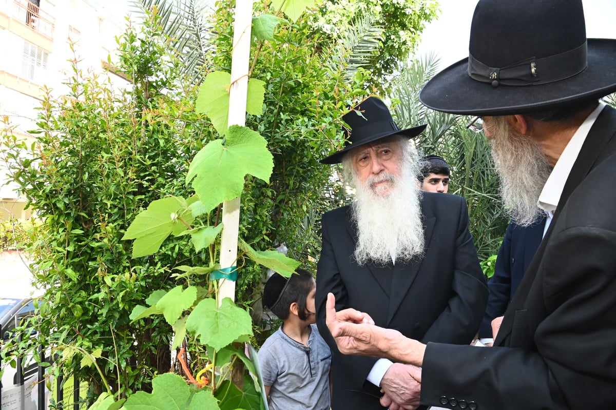 הגרד"ח פינטו בברכת האילנות