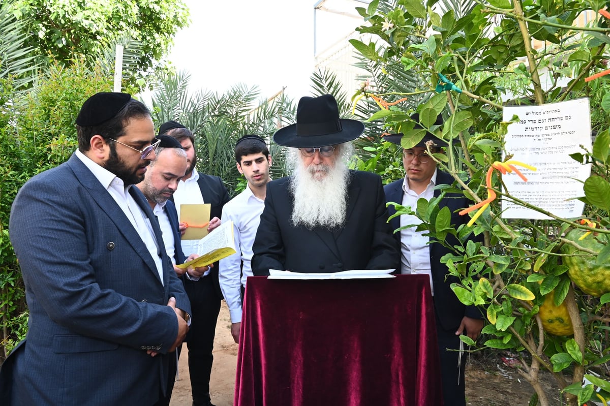 הגרד"ח פינטו בברכת האילנות