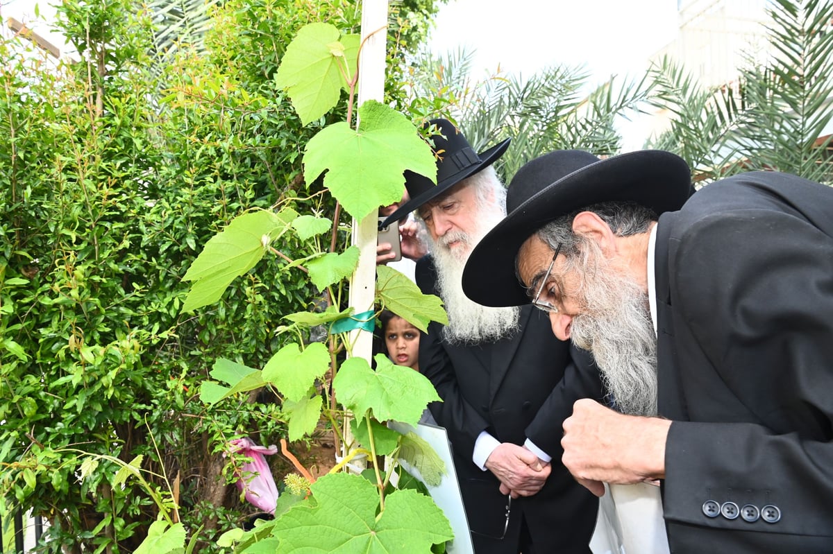 הגרד"ח פינטו בברכת האילנות