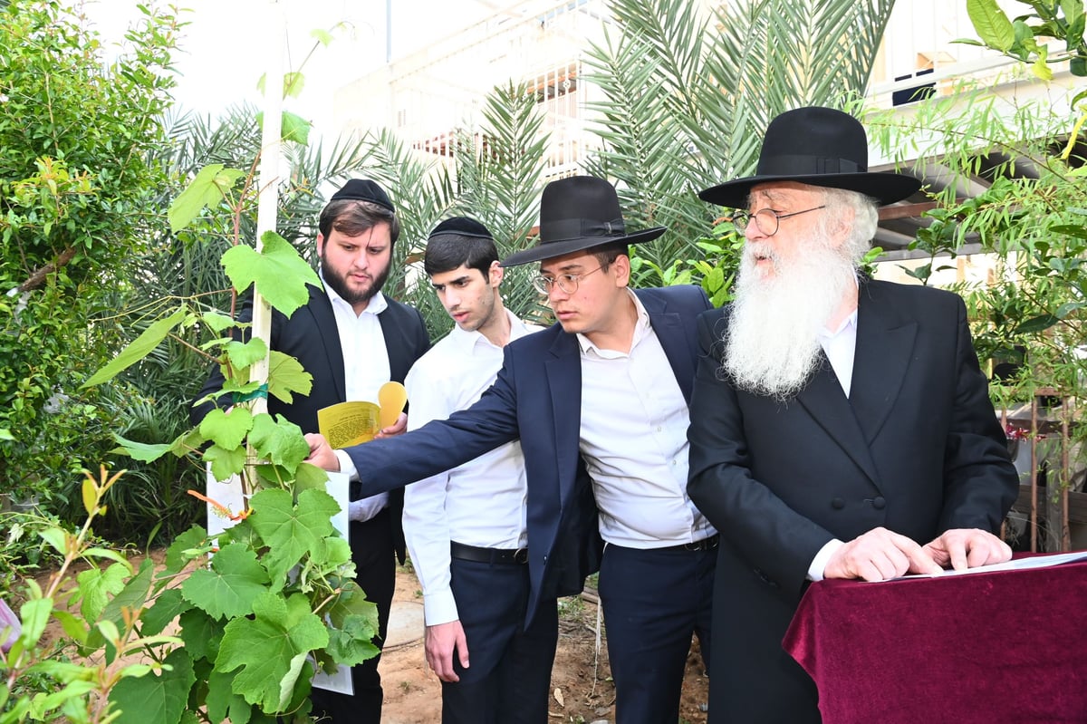 הגרד"ח פינטו בברכת האילנות