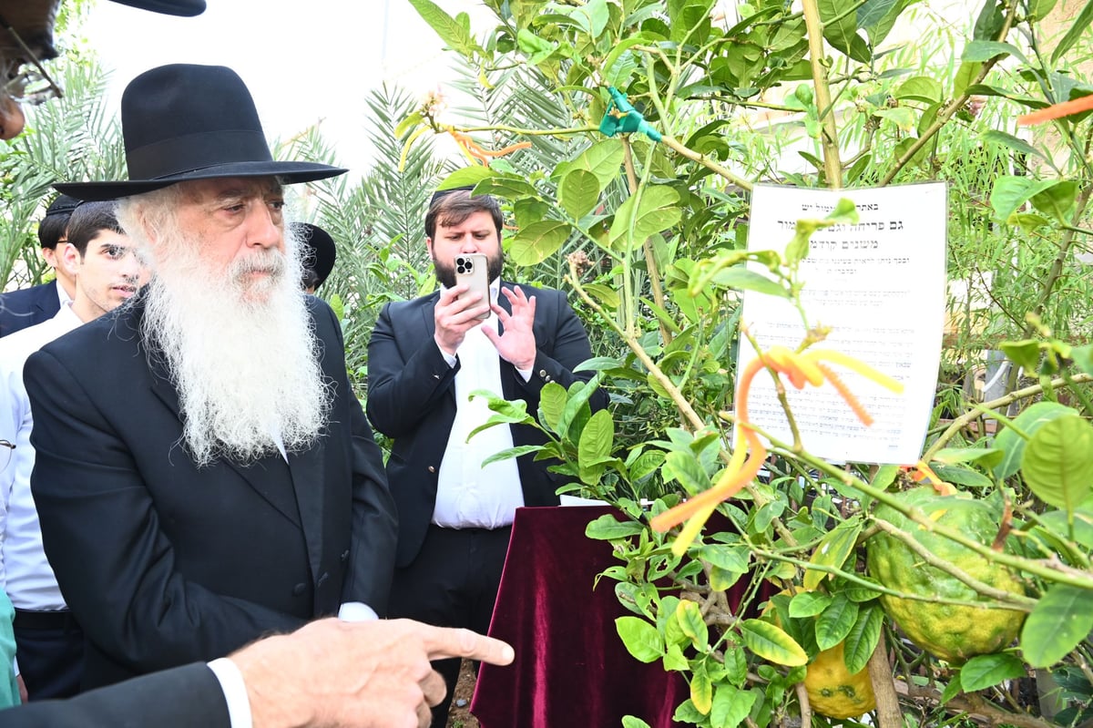 הגרד"ח פינטו בברכת האילנות