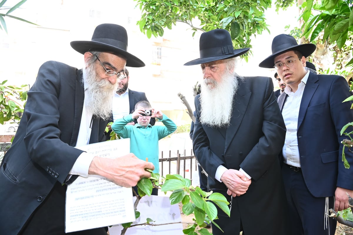 הגרד"ח פינטו בברכת האילנות