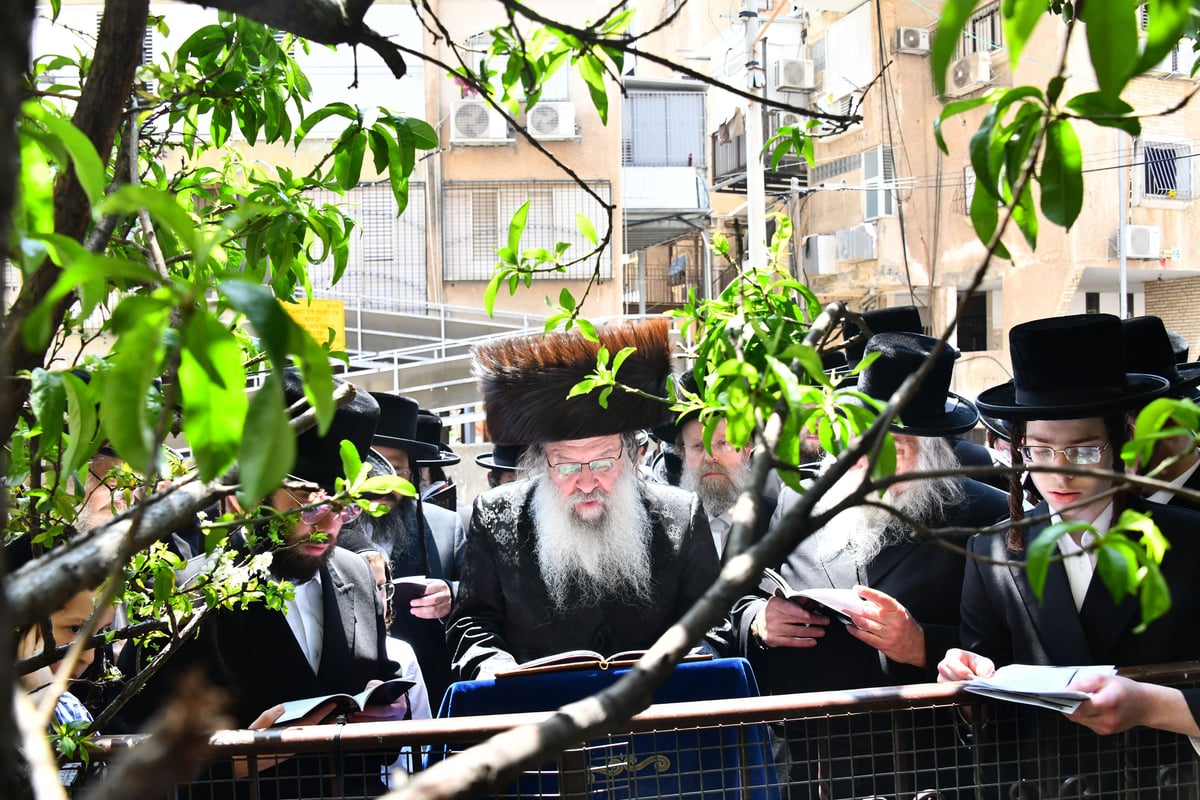 האדמו"ר מנדבורנה בברכת האילנות