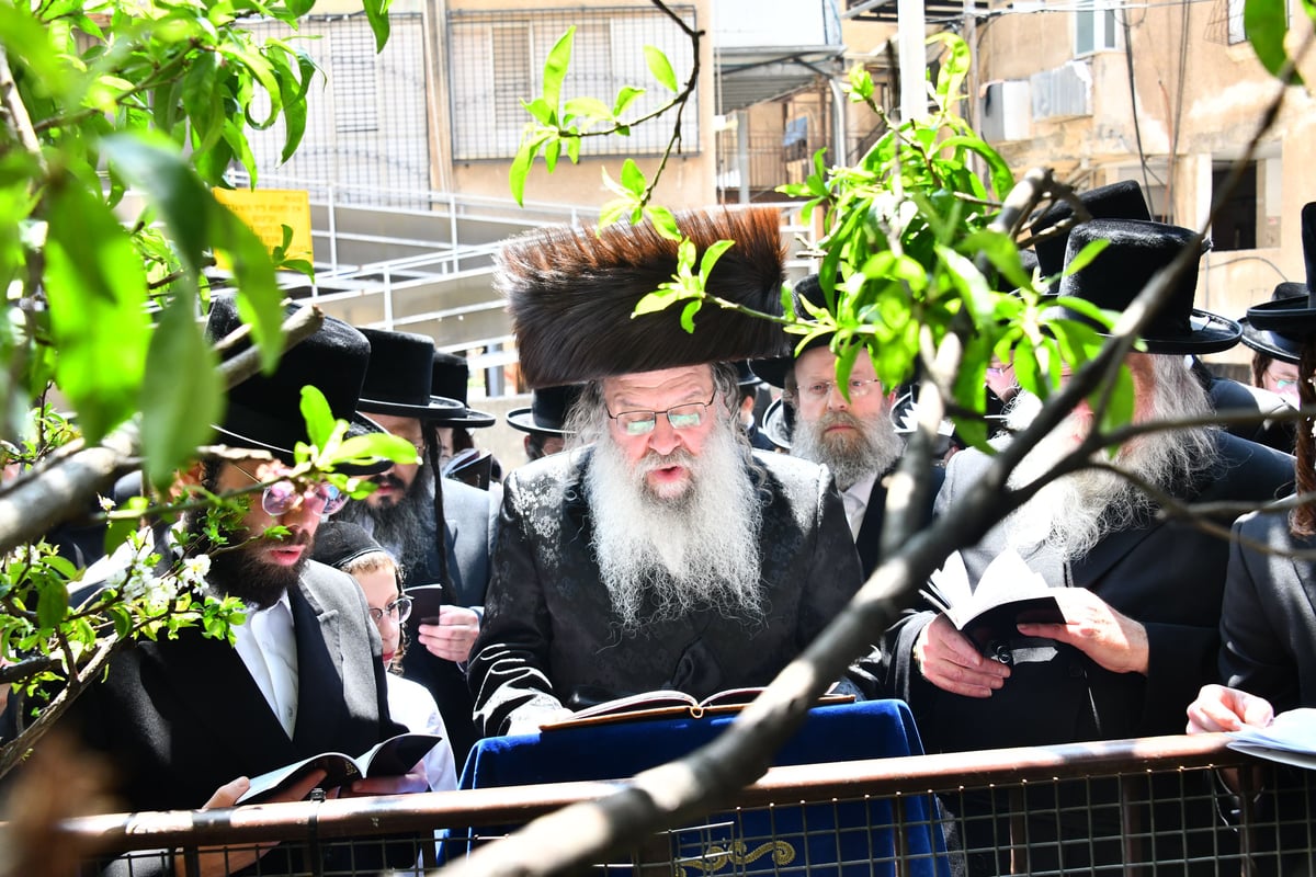 האדמו"ר מנדבורנה בברכת האילנות