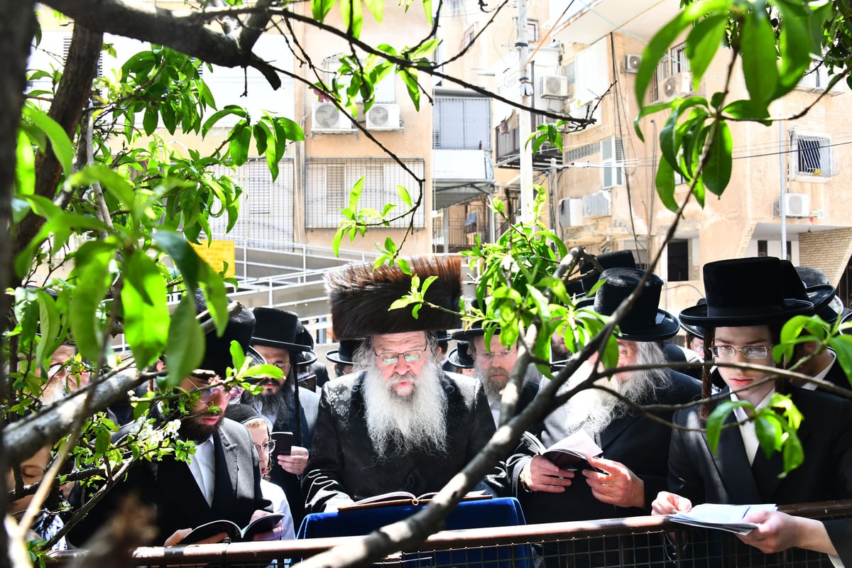 האדמו"ר מנדבורנה בברכת האילנות