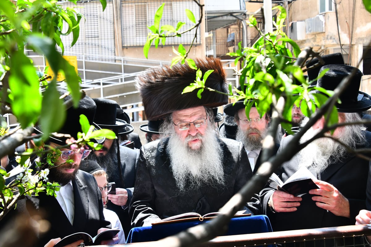 האדמו"ר מנדבורנה בברכת האילנות