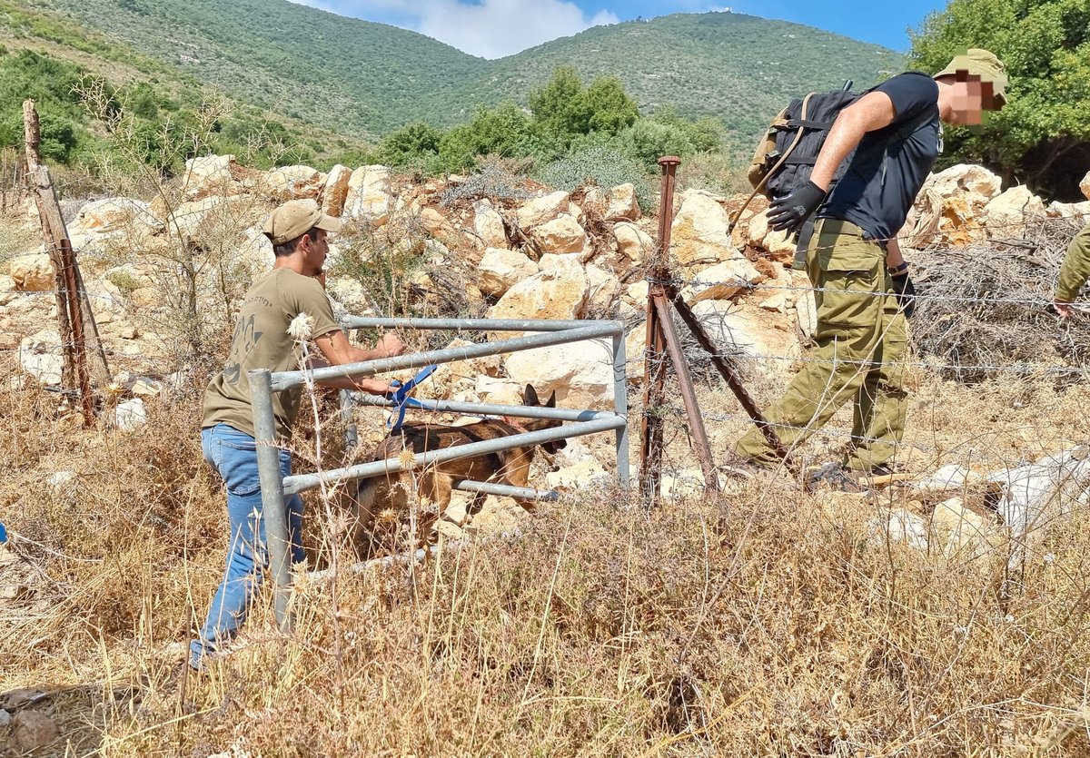 "אין סיכוי שלא ראו כשלוקחים אותה": הועלה הפרס למביא מידע על היימונט קסאו