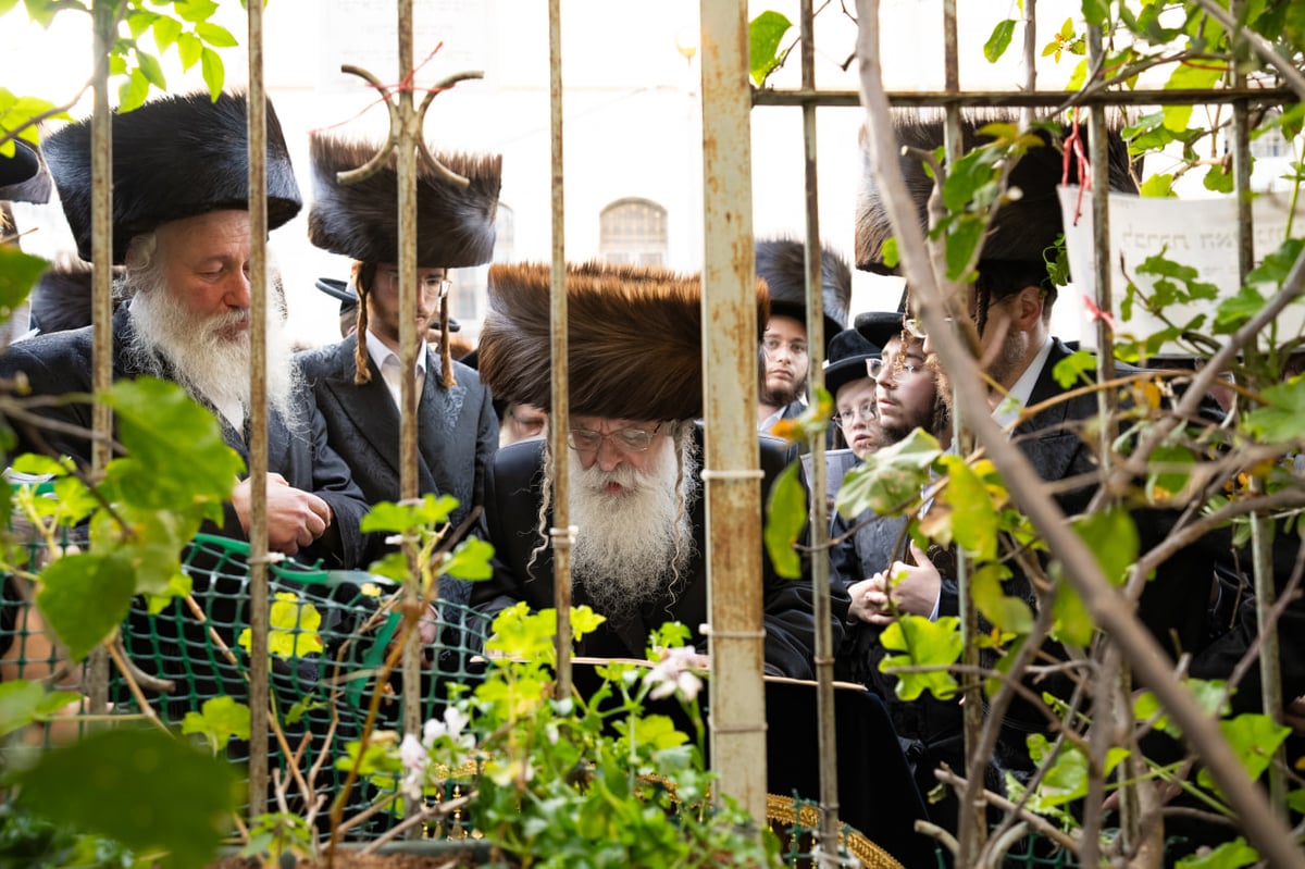 האדמו"ר מנדבורנה ירושלים בברכת האילנות