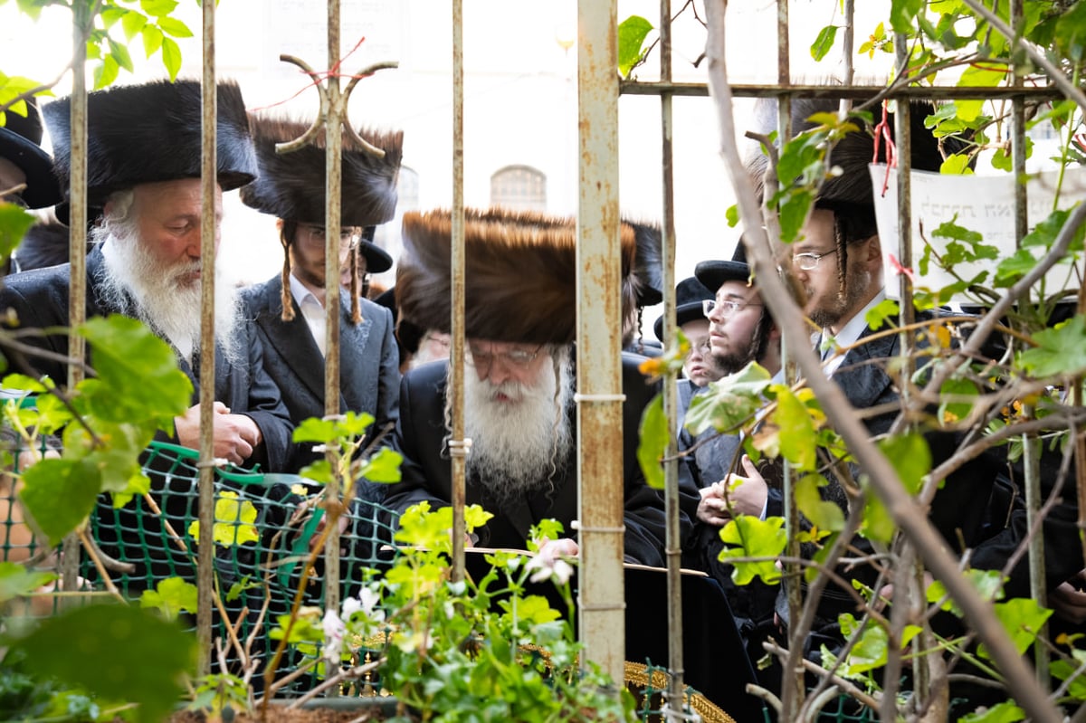 האדמו"ר מנדבורנה ירושלים בברכת האילנות