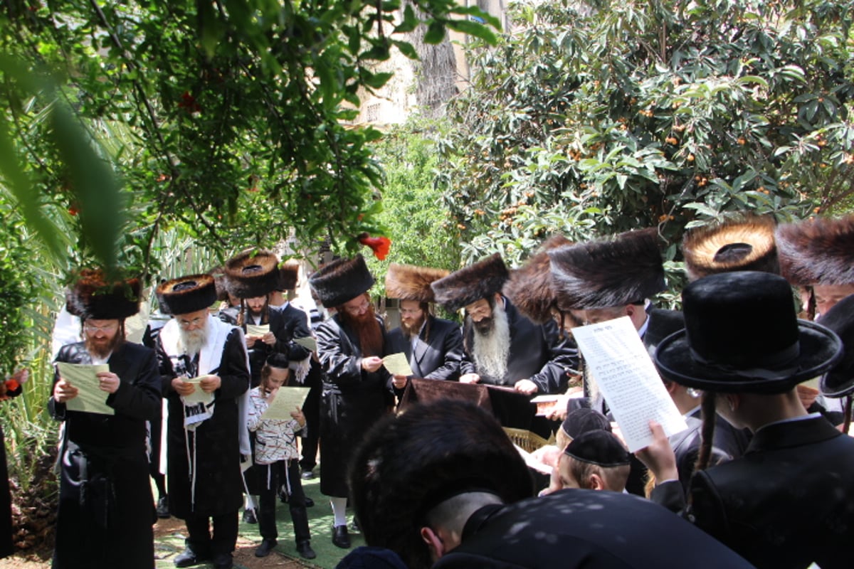 האדמו"ר מזוטשקא בברכת האילנות