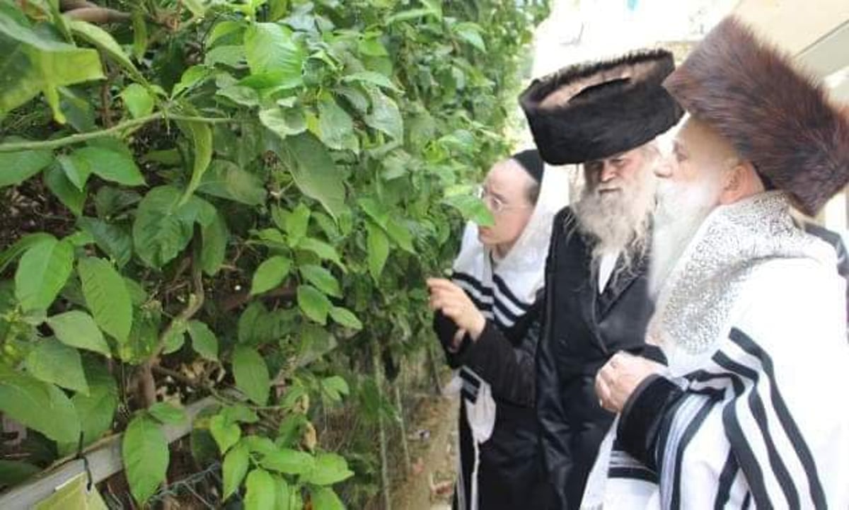 פסח בחצה"ק בוטשאן