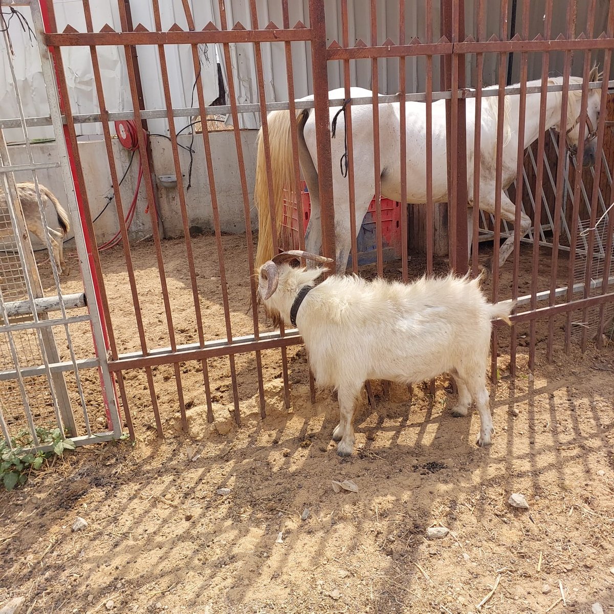 מבצע משולב בבני ברק: המשטרה פשטה על מתחמים שפעלו בניגוד לחוק