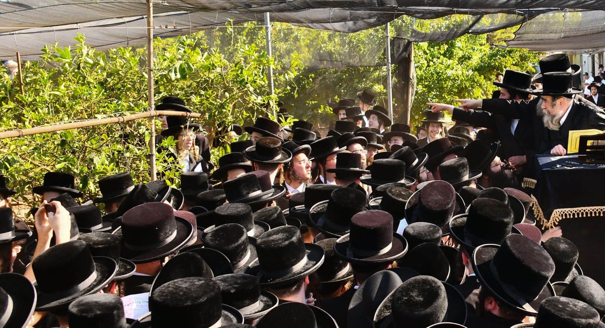 ברכת האילנות רחמסטריווקא