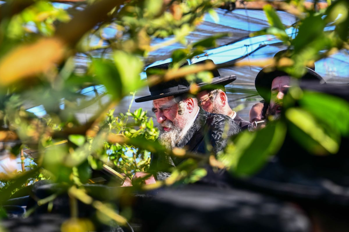 ברכת האילנות רחמסטריווקא