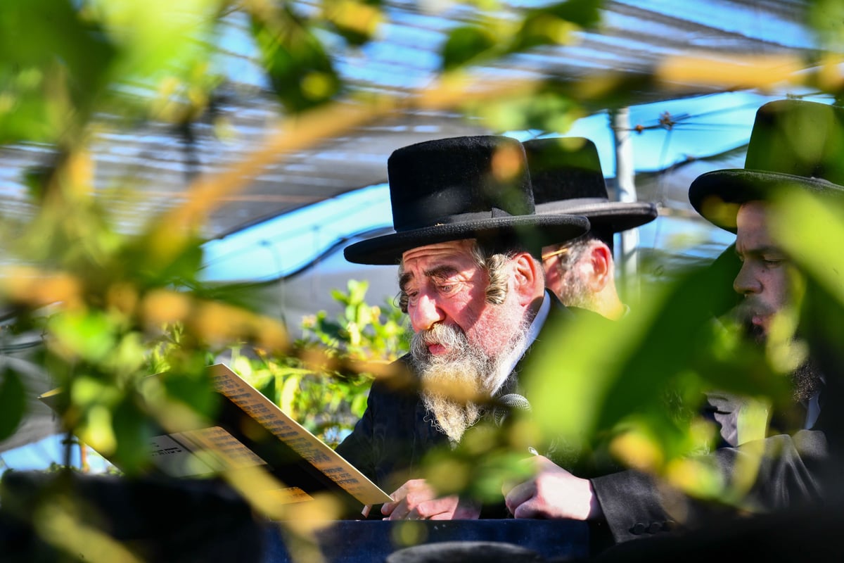 ברכת האילנות רחמסטריווקא