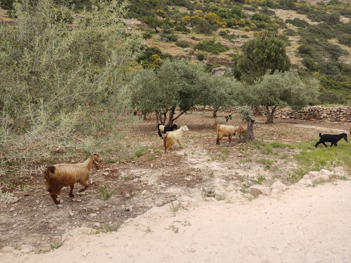 האביב בקרני שומרון