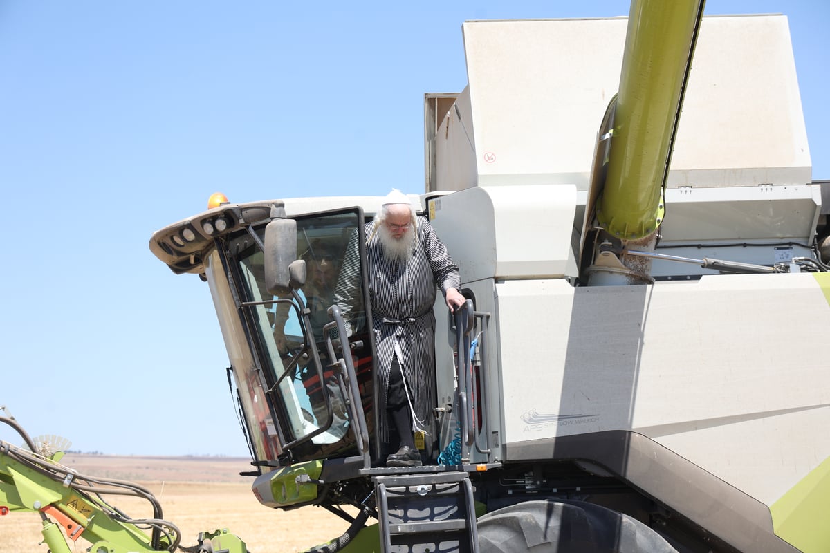 קצירת חיטים תשפ"ד