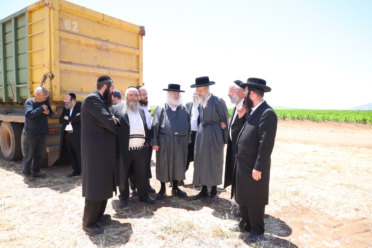 קצירת חיטים תשפ"ד