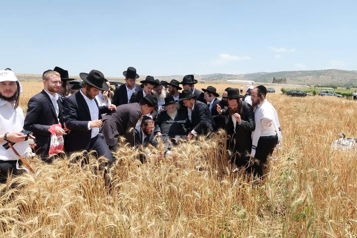 הגר"מ שטרנבוך בקצירת חיטים