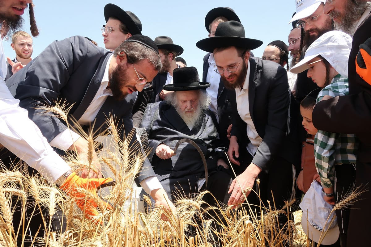 הגר"מ שטרנבוך בקצירת חיטים