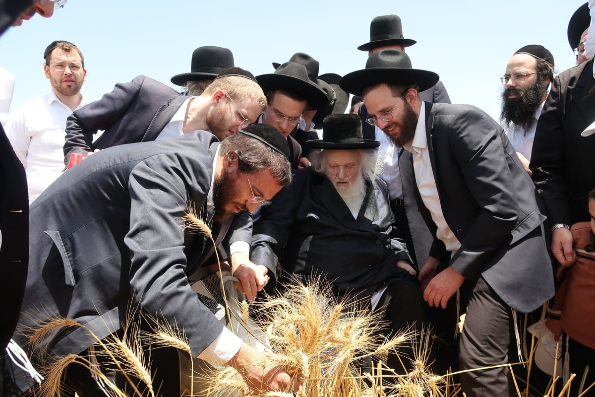 הגר"מ שטרנבוך בקצירת חיטים