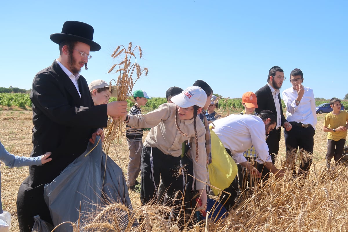 קצירת חיטים תשפ"ד