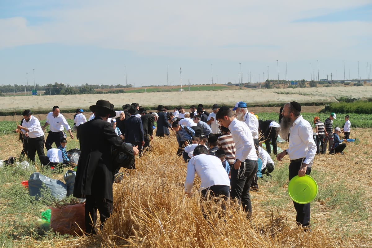 קצירת חיטים תשפ"ד