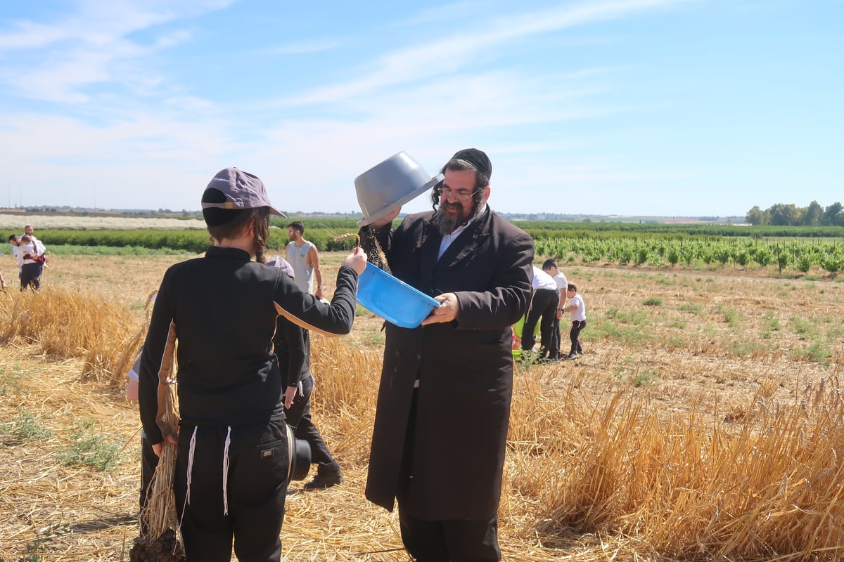 קצירת חיטים תשפ"ד