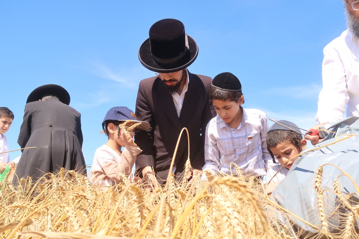 קצירת חיטים תשפ"ד