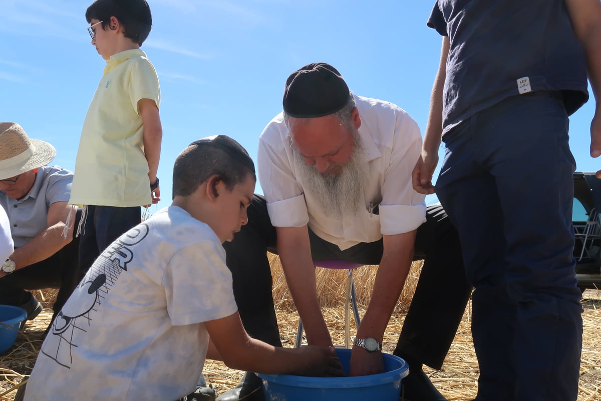 קצירת חיטים תשפ"ד