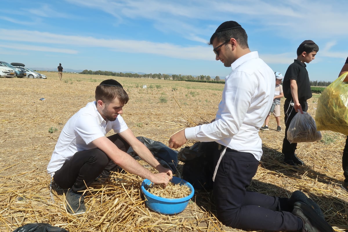 קצירת חיטים תשפ"ד