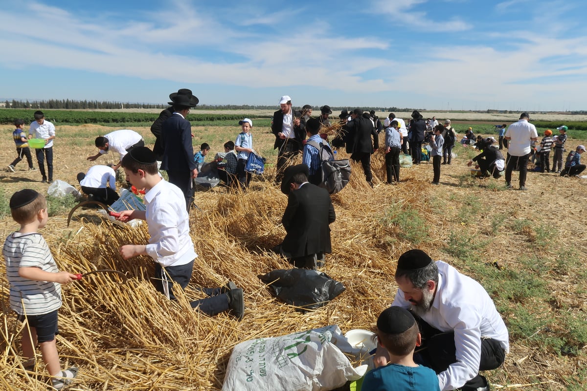 קצירת חיטים תשפ"ד