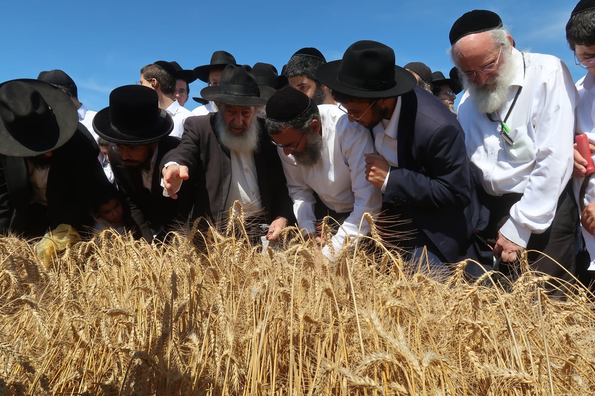 קצירת חיטים תשפ"ד