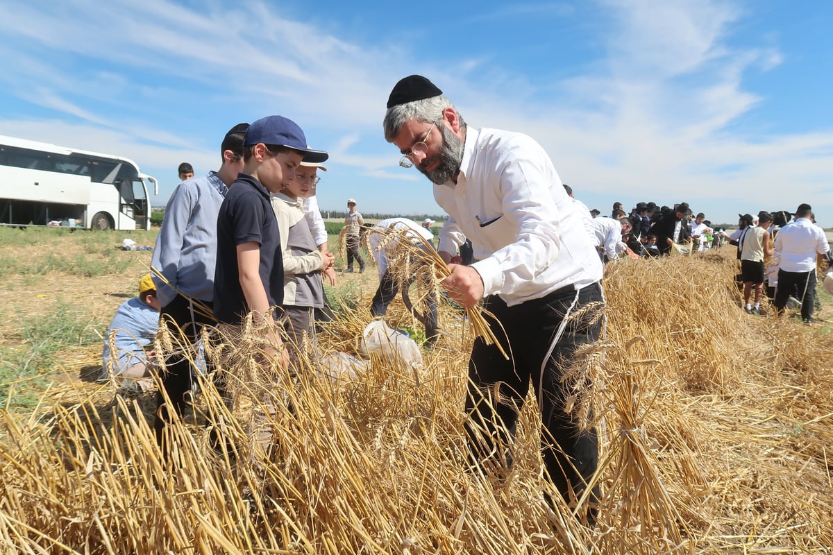 קצירת חיטים תשפ"ד