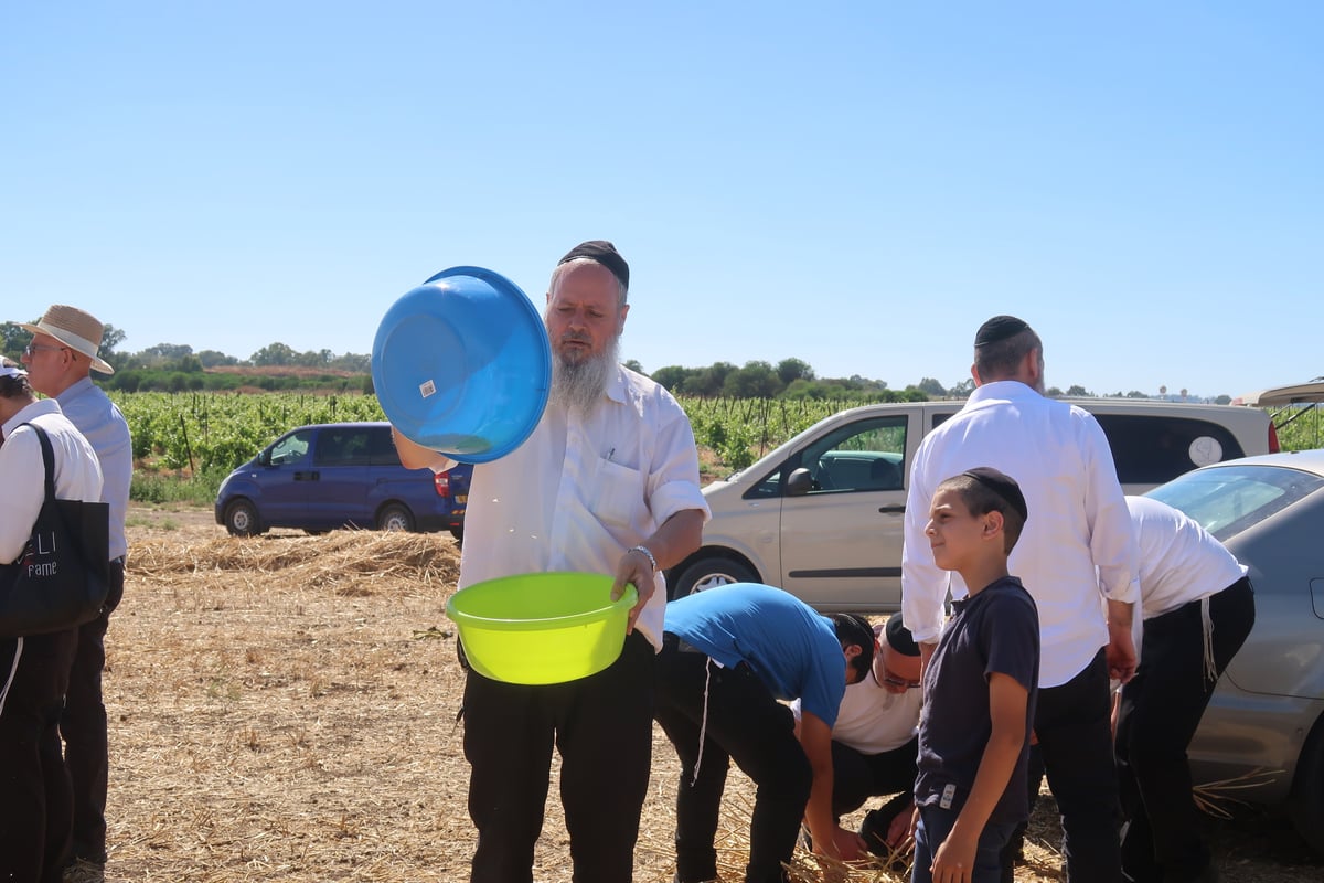 קצירת חיטים תשפ"ד