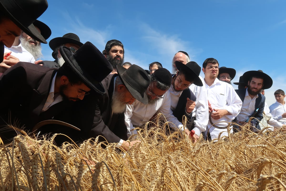 קצירת חיטים תשפ"ד