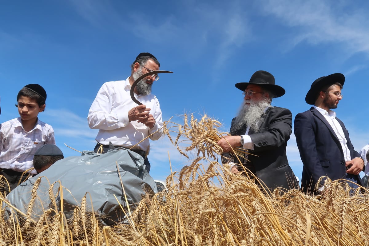 קצירת חיטים תשפ"ד