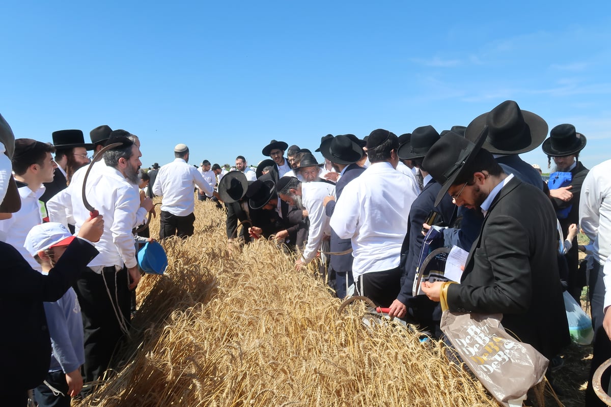 קצירת חיטים תשפ"ד