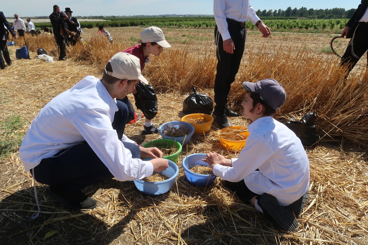 קצירת חיטים תשפ"ד