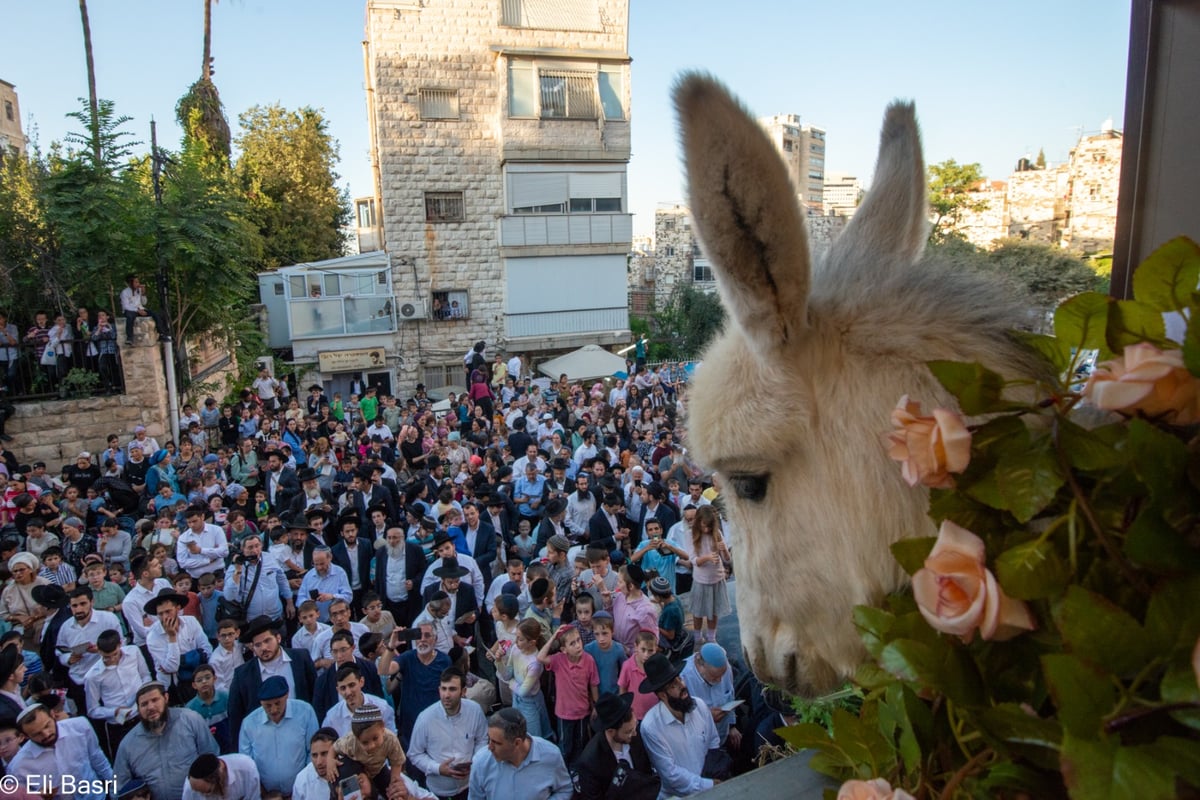 תיעוד ססגוני מהמצווה הנדירה: כך פדו את החמור בירושלים