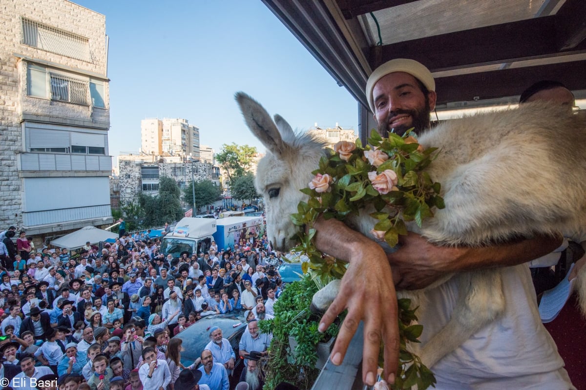 תיעוד ססגוני מהמצווה הנדירה: כך פדו את החמור בירושלים