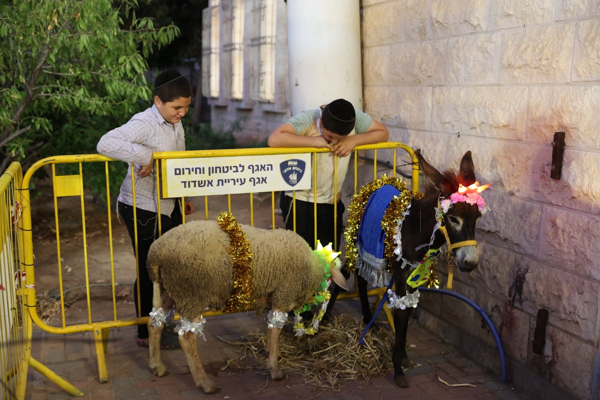 מעמד פדיון 'פטר חמור' אצל רבי רפאל אבוחצירא 