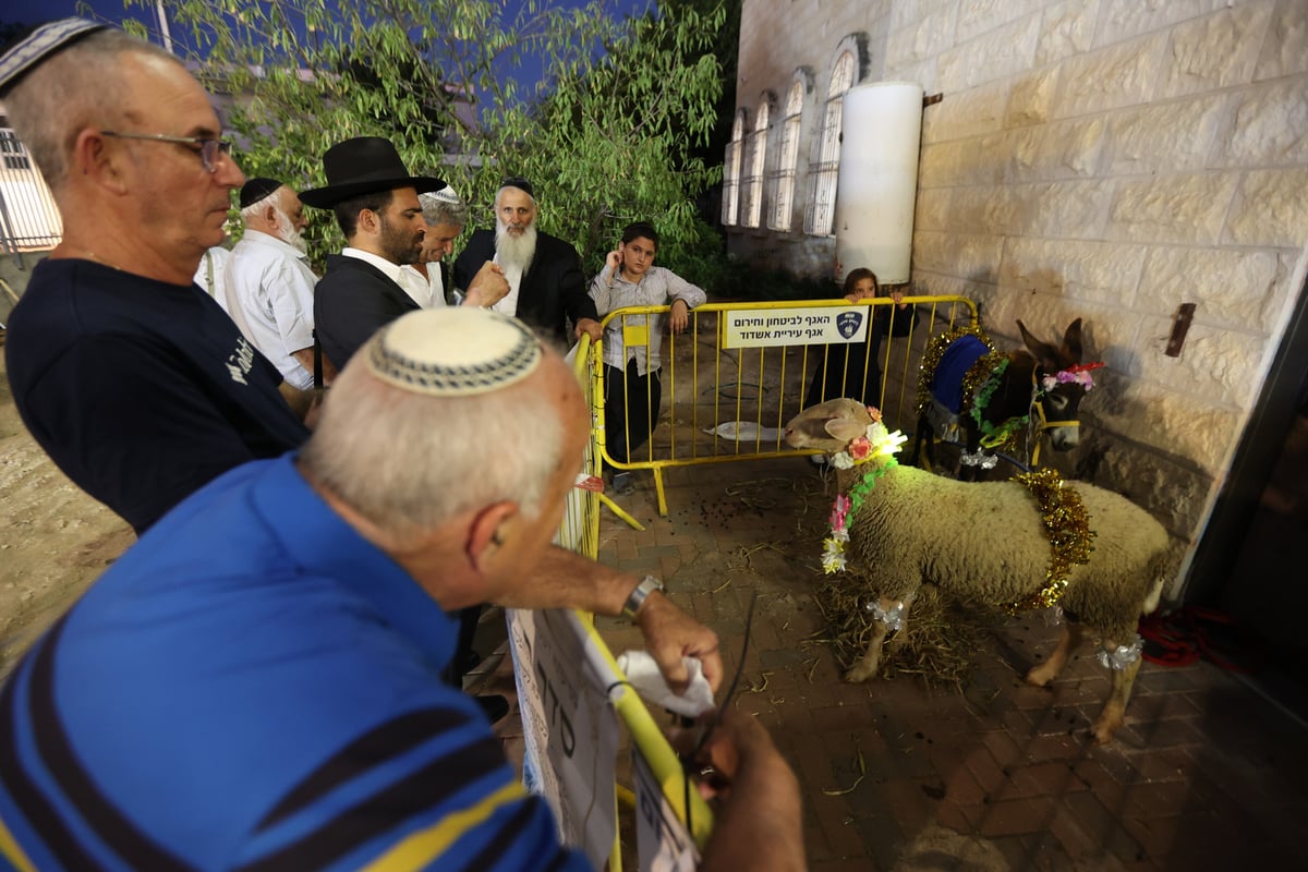 מעמד פדיון 'פטר חמור' אצל רבי רפאל אבוחצירא 