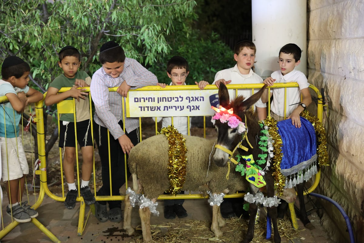 מעמד פדיון 'פטר חמור' אצל רבי רפאל אבוחצירא 